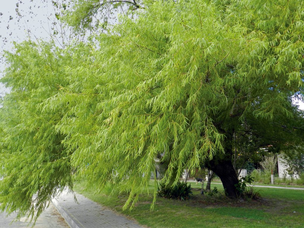 Sauce Criollo (Circun.) (6/8)(8/10)(10/12)