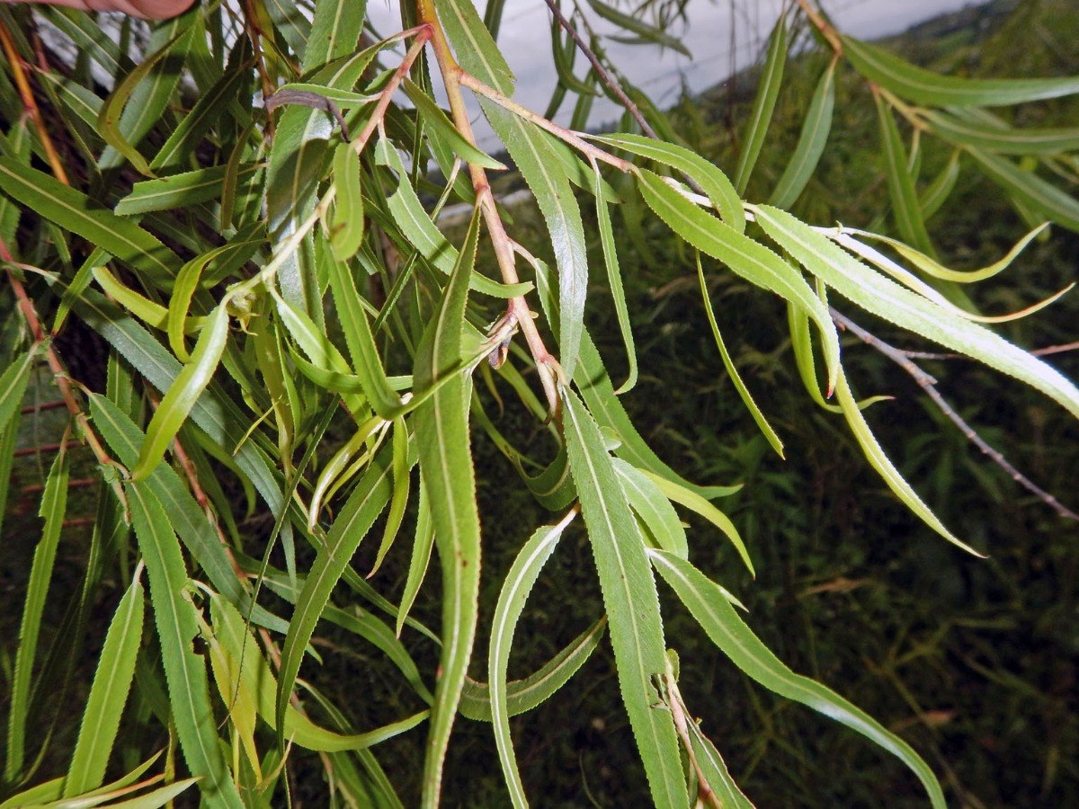 Sauce Criollo (Circun.) (6/8)(8/10)(10/12)