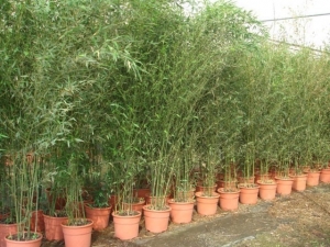 Caña Bambu