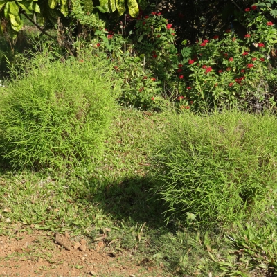 Caña Enana