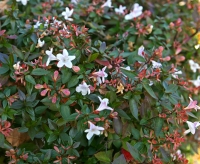 Abelia Grandiflora - (Terrón 10/12 Lts.)