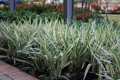 Dianella Aurea (Env. 4 Lts)