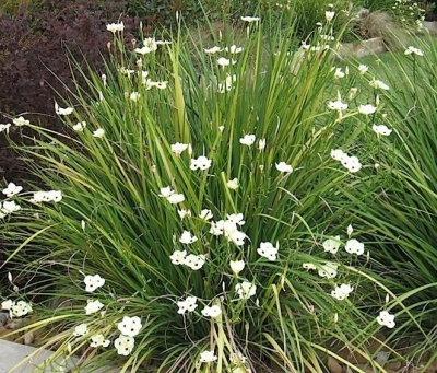 Dietes bicolor (Env. 4 Lts)