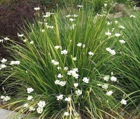 Dietes bicolor (Env. 4 Lts)