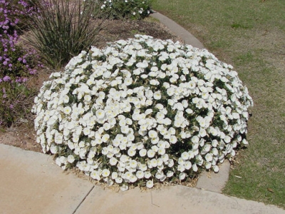 Convolvulus (Env. 4 Lts)