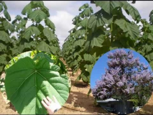 Kiris (Env. 4/7 Lts.)