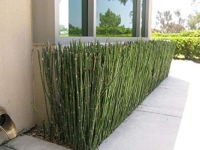 Equisetum (Env. 4 Lts)
