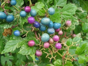 Amelopsis