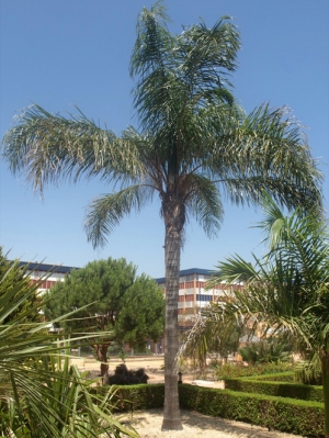 Palmera Pindo