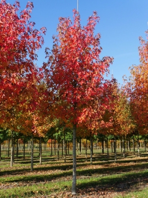 Liquidambar (Terr&oacute;n 15/20/30 Lts)