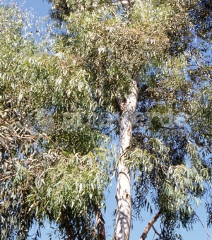 Eucaliptus Rostrata
