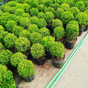 Buxus (Env. 4/10 Lts)