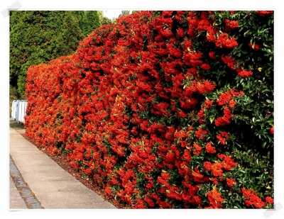Crataegus Van Heden