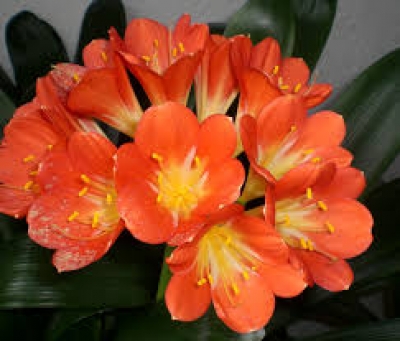 Clivia