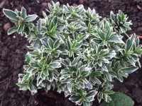Euonymus Alba (Terrón10 Lts)