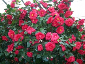 Azaleas de exterior