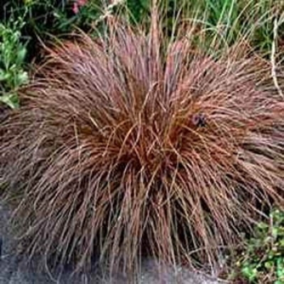 Carex Buchananii