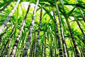 Caña Sacharinum (Env. 4 Lts)