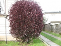 Dodonea (Env. 4 Lts)