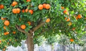 Naranja