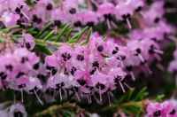 Erica Tucumana (Env. 4 Lts)