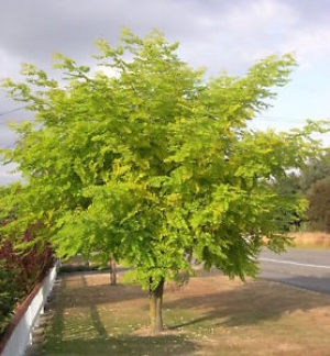 Acacia Frisia (Terr&oacute;n 15 Lts)