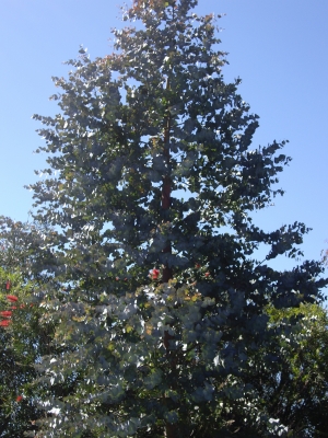 Eucaliptus Cinerea 1.50 A 1.80