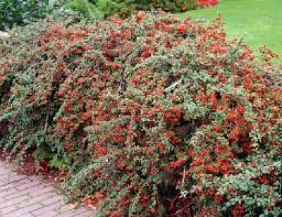 Cotoneaster Cerotina (Terrón 12 Lts)