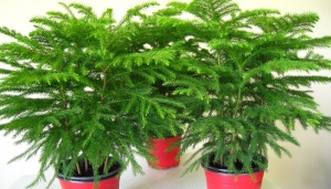 Araucaria