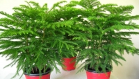 Araucaria