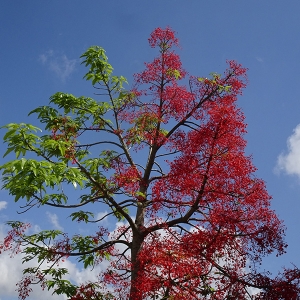 Brachichito (Env. 4/10 Lts)