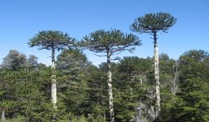 Araucaria (Env. 7 Lts)