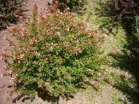 Abelia Nana (Env. 4/7 Lts)