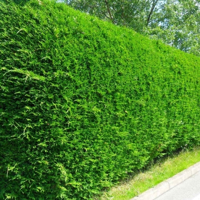 Cupressus Leylandi  (Terrón 12/15 Lts)